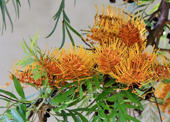 Grevillea robusta, Silky Oak, Silk Oak, Silky-Bark Oak, Mediterranean shrubs, Evergreen Shrubs, Yellow flowers, Orange flowers, drought tolerant flowers